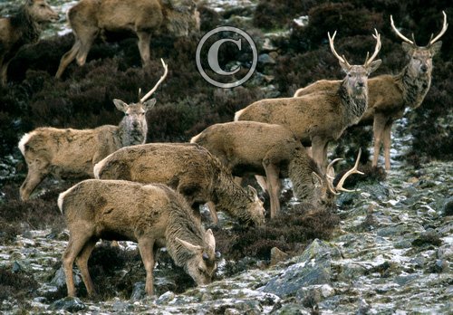 Red Deer Scotland DM0666